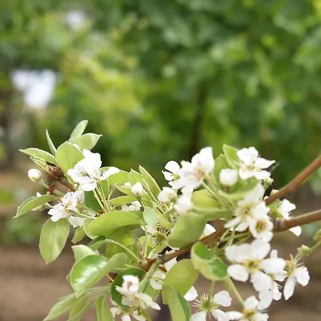 Garden Διαμέρισμα