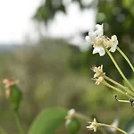 Garden *