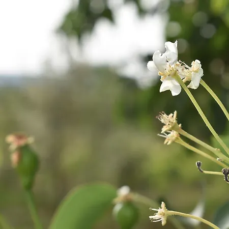 Garden *